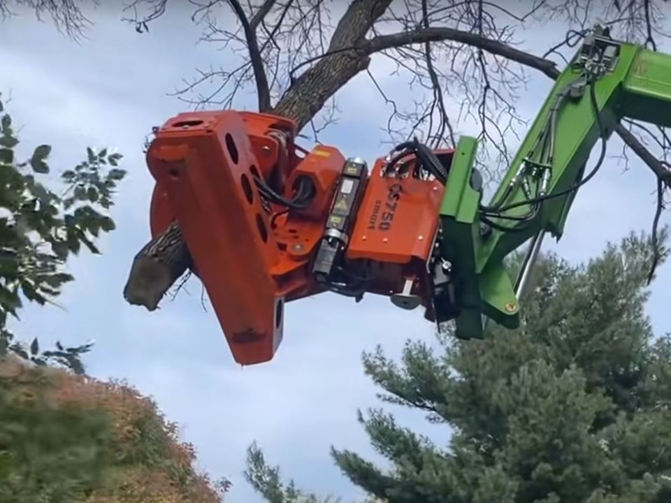 Tree Removal Services in Ripon, Wisconsin