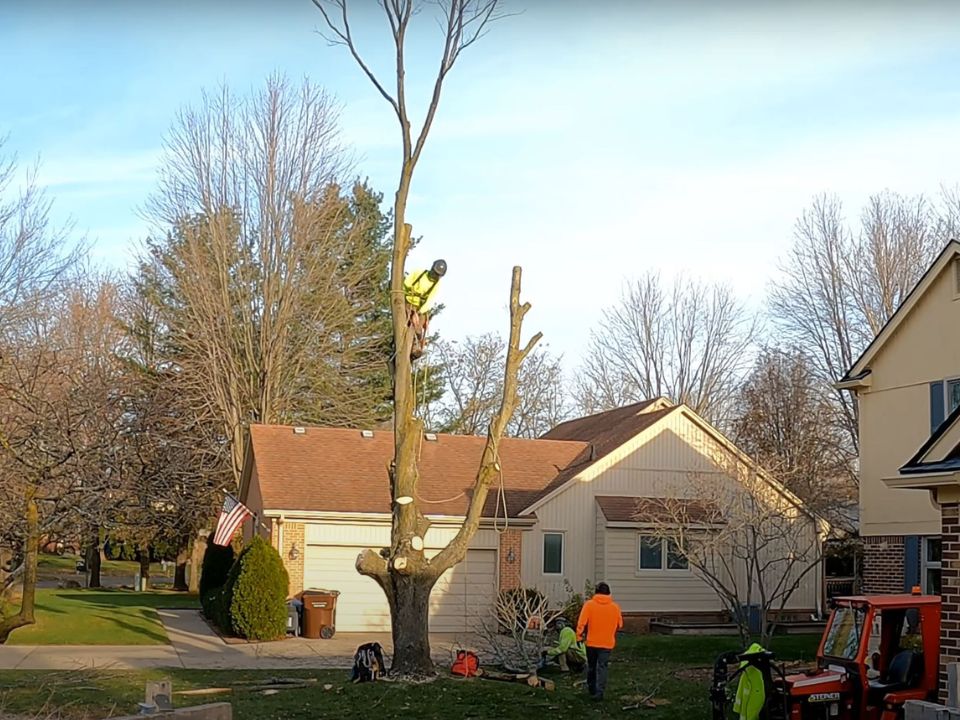 Tree Trimming Service in Ripon, Wisconsin