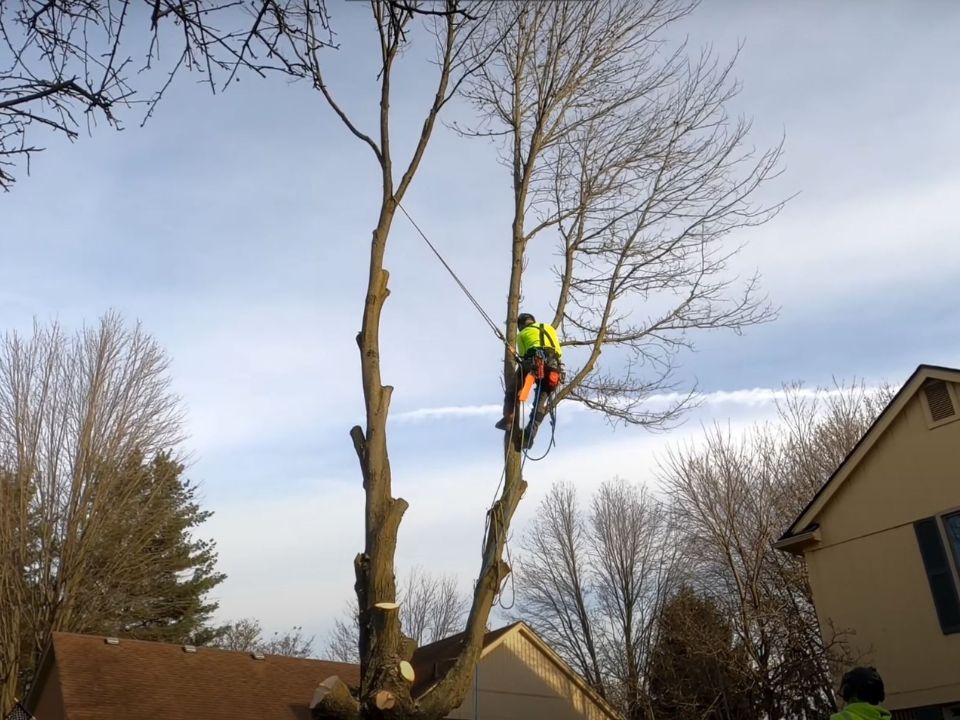 Tree Removal Ripon, Wisconsin